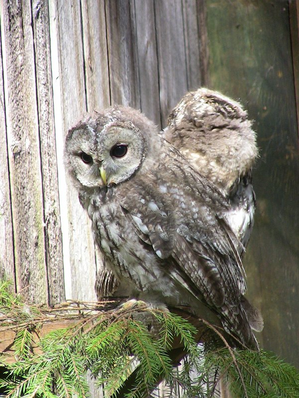 Bennas2010-0387.jpg - The Tawny Owl